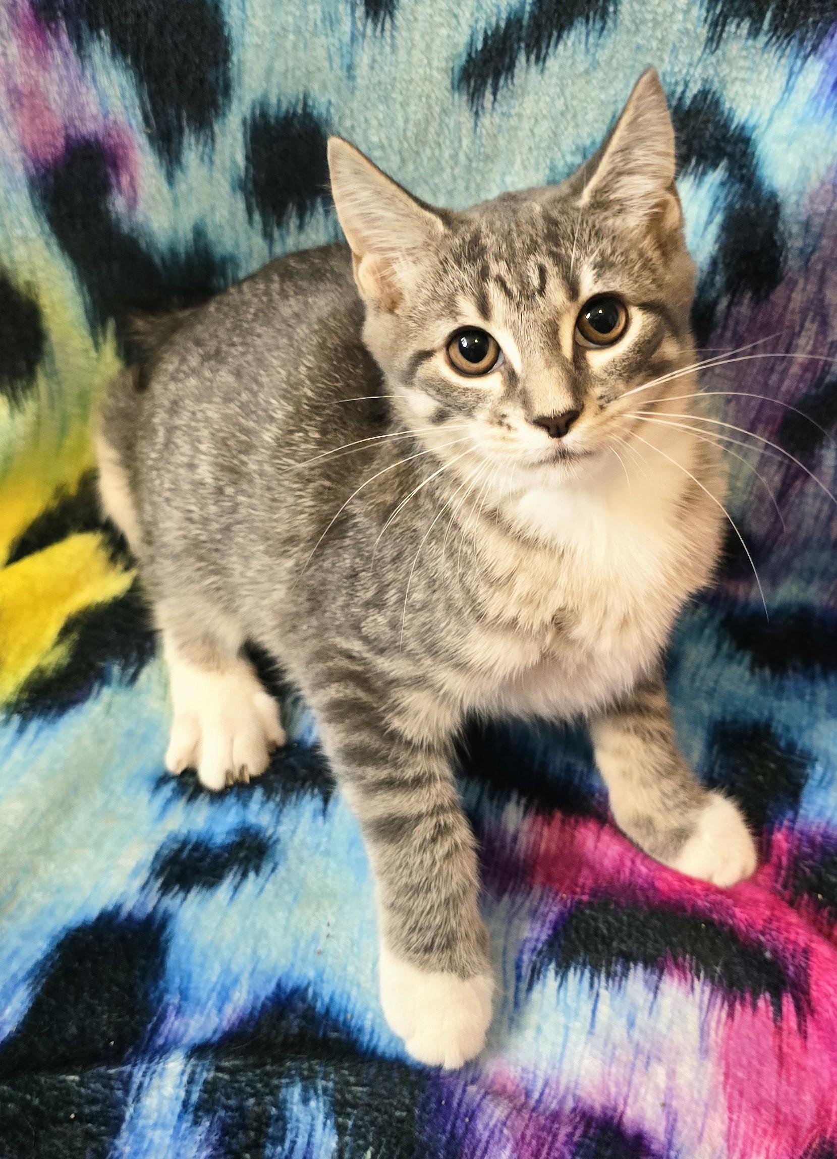 WINONAH, a ADOPTABLE Domestic Short Hair in Chicago Ridge, IL image 3/4
