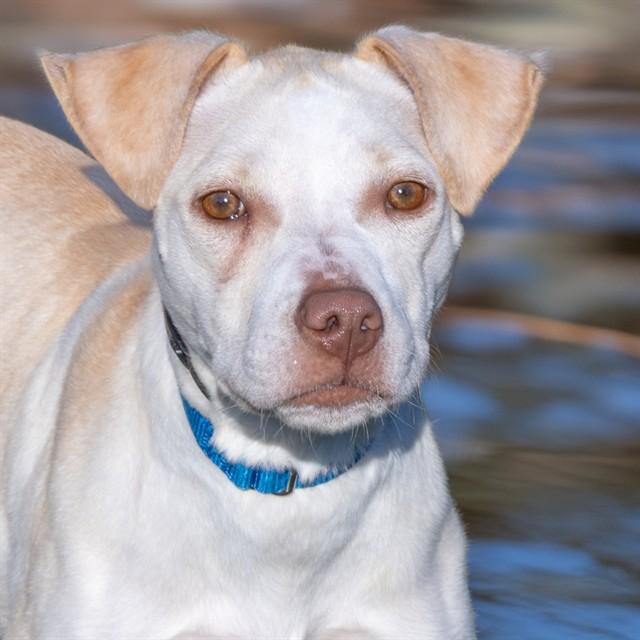 Enlarge LUNA, a Adoptable mixed breed in St. Louis, MO image 1/1