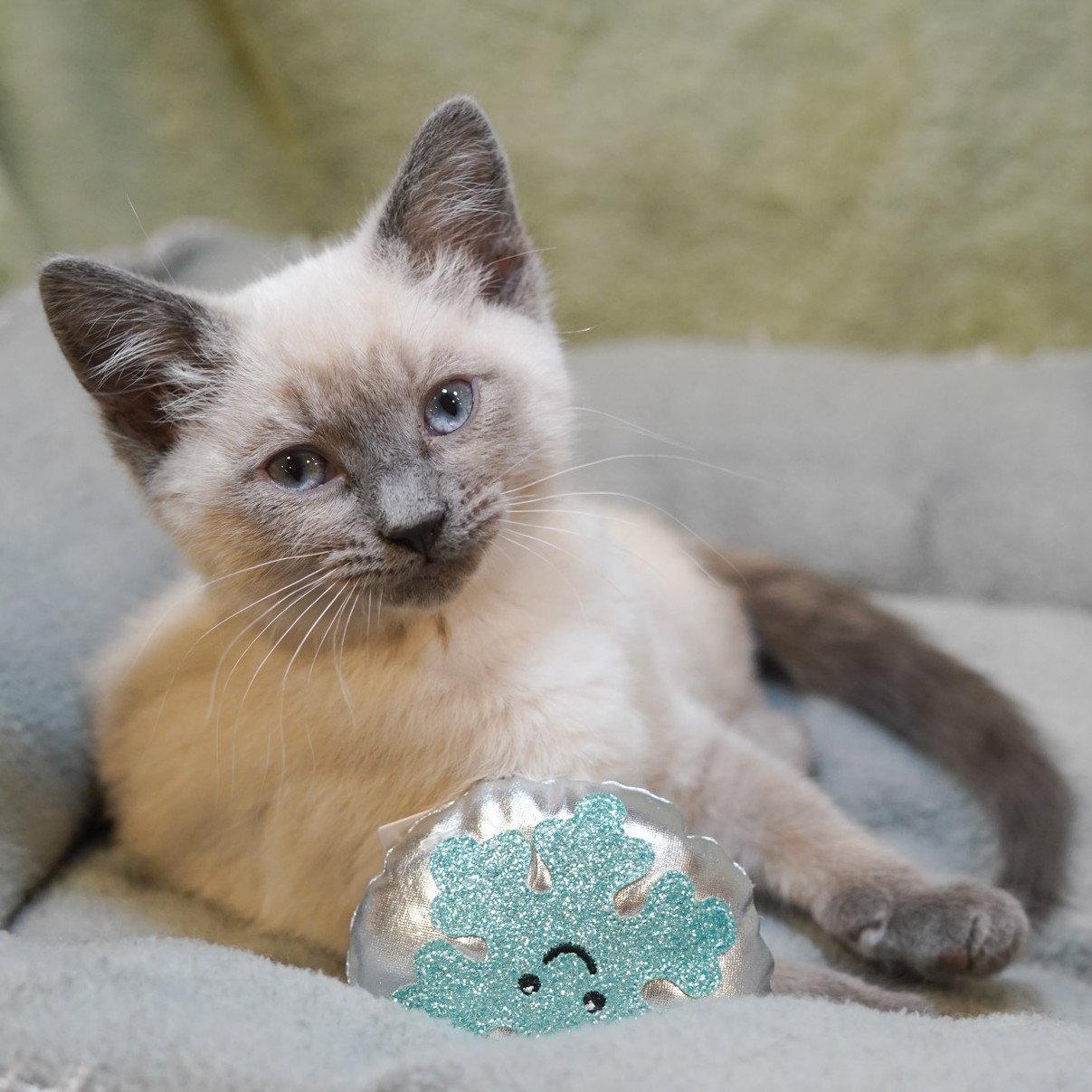 Angel Lily, a Adopted Siamese in Garland, TX image 1/3