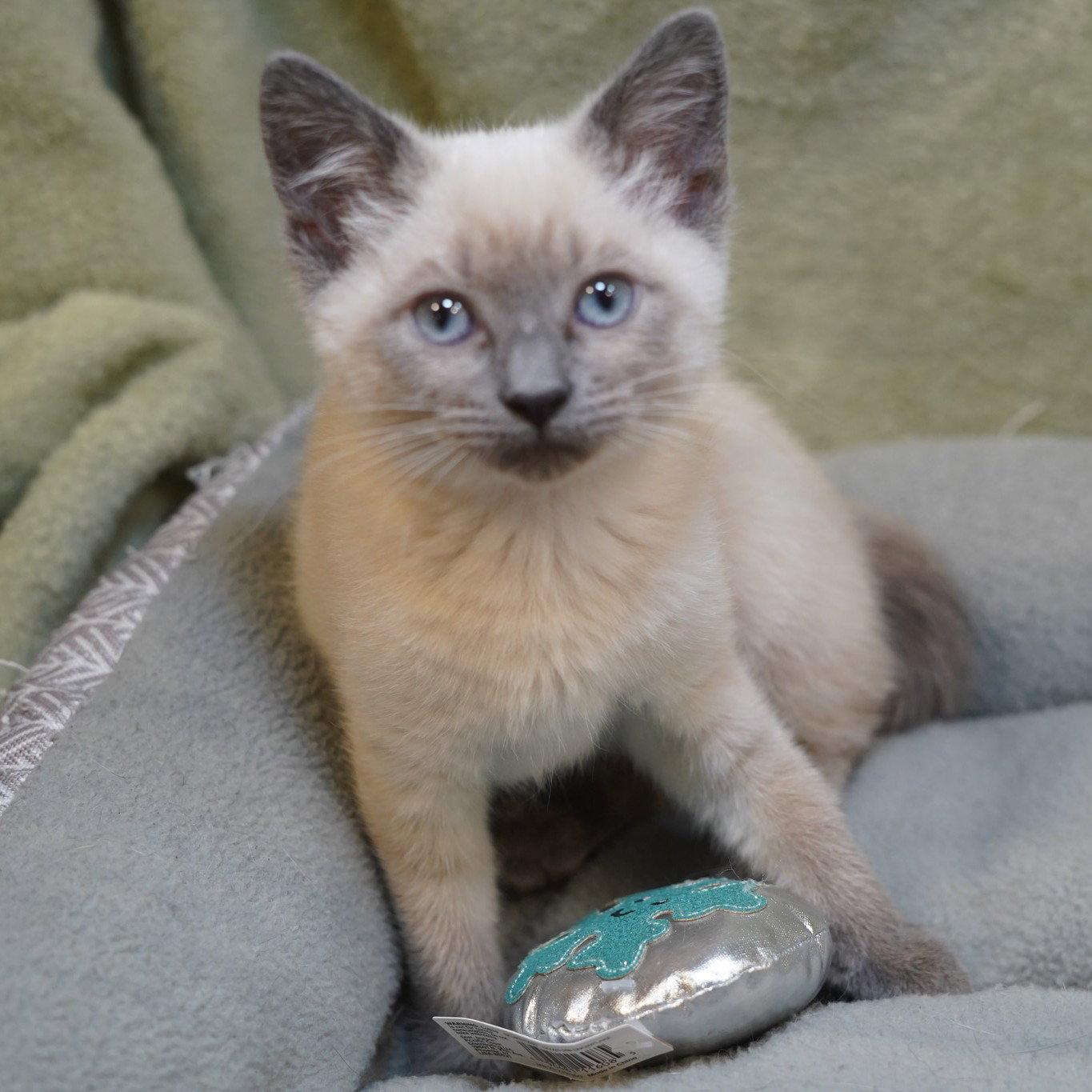 Angel Lily, a Adopted Siamese in Garland, TX image 2/3