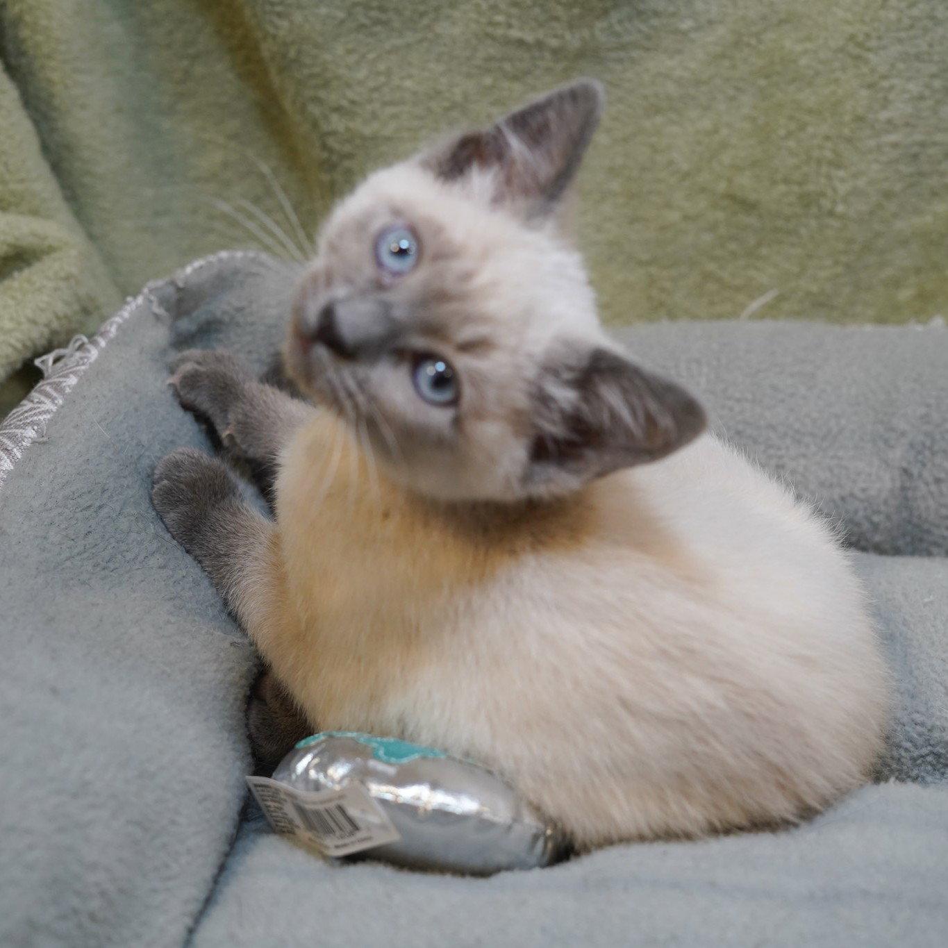Angel Lily, a Adopted Siamese in Garland, TX image 3/3