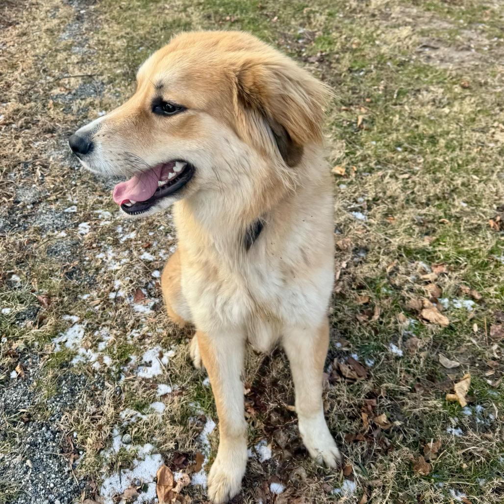Enlarge Apple, an adopted Caucasian Sheepdog / Caucasian Ovtcharka in Chester Springs, PA image 2/5
