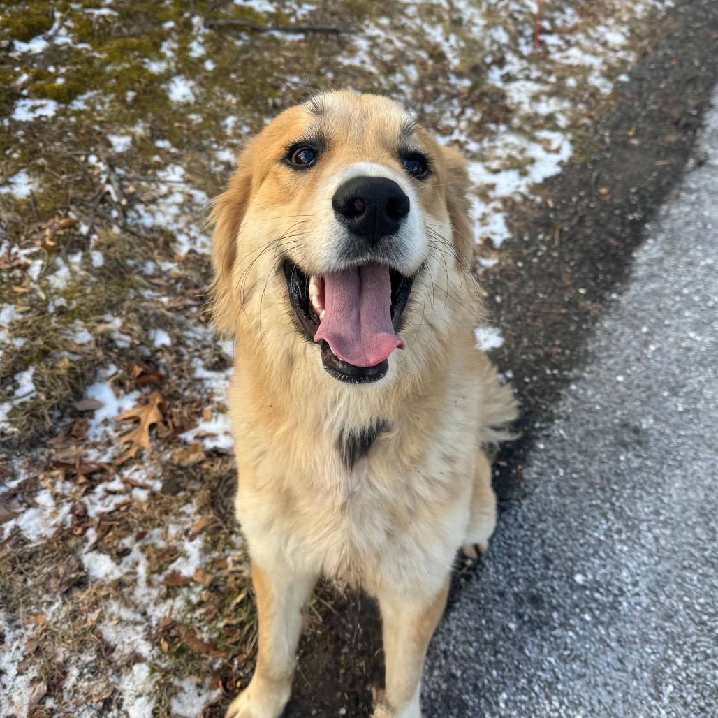 Enlarge Apple, an adopted Caucasian Sheepdog / Caucasian Ovtcharka in Chester Springs, PA image 1/5
