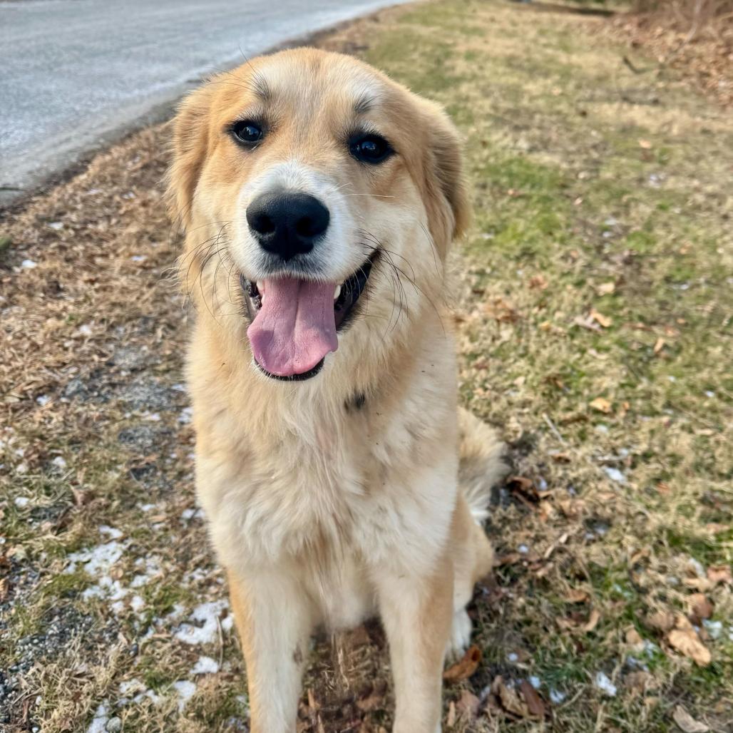 Enlarge Apple, an adopted Caucasian Sheepdog / Caucasian Ovtcharka in Chester Springs, PA image 3/5
