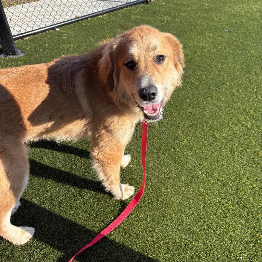 Enlarge Apple, an adopted Caucasian Sheepdog / Caucasian Ovtcharka in Chester Springs, PA image 4/5