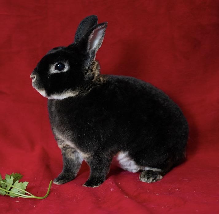 Enlarge Jam, an adopted Mini Rex in Chicago, IL image 1/1