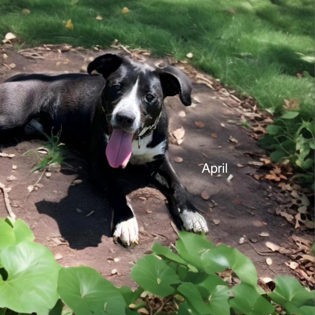 Enlarge April, a Adoptable Mixed Breed in Poplar Bluff, MO image 1/6