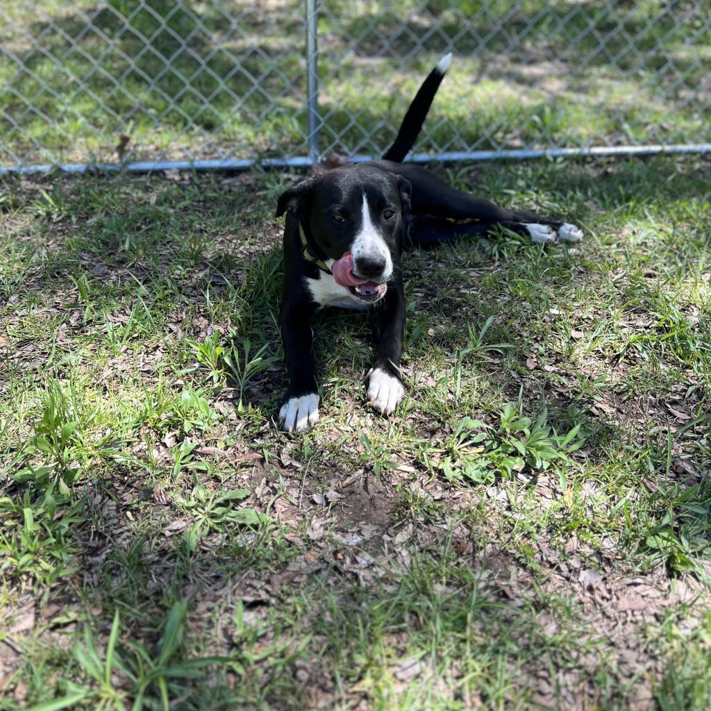 Enlarge April, a Adoptable Mixed Breed in Poplar Bluff, MO image 2/6