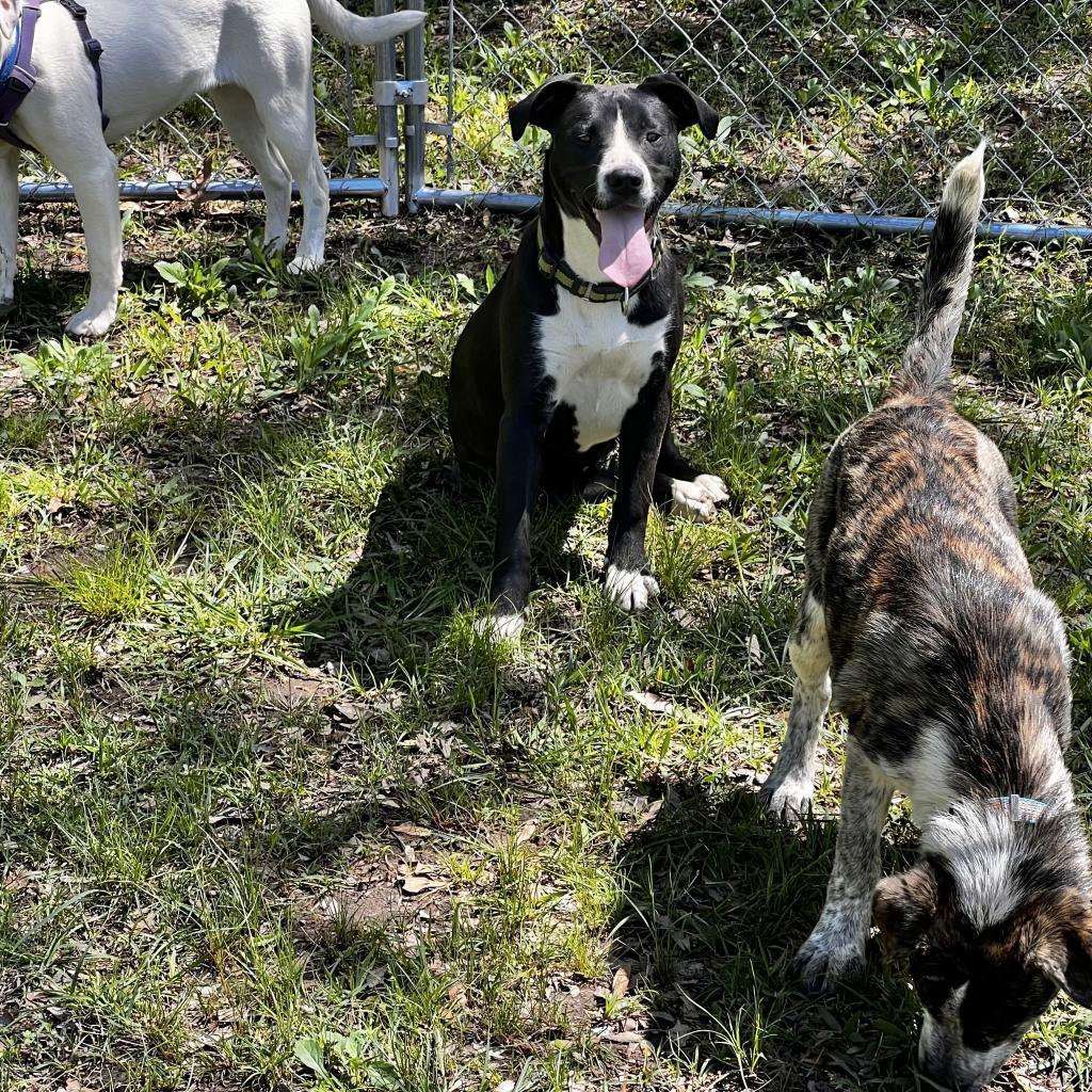 Enlarge April, a Adoptable Mixed Breed in Poplar Bluff, MO image 3/6