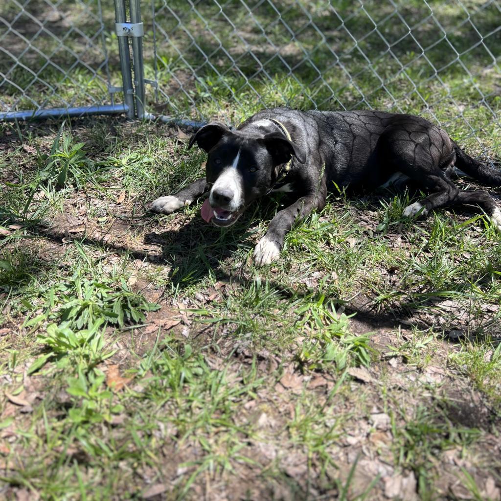 Enlarge April, a Adoptable Mixed Breed in Poplar Bluff, MO image 4/6