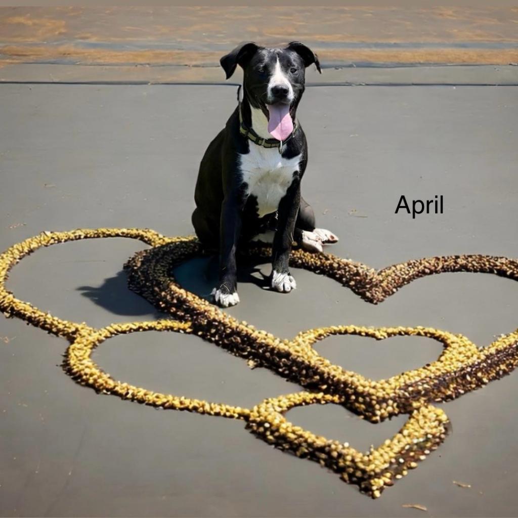 Enlarge April, a Adoptable Mixed Breed in Poplar Bluff, MO image 5/6