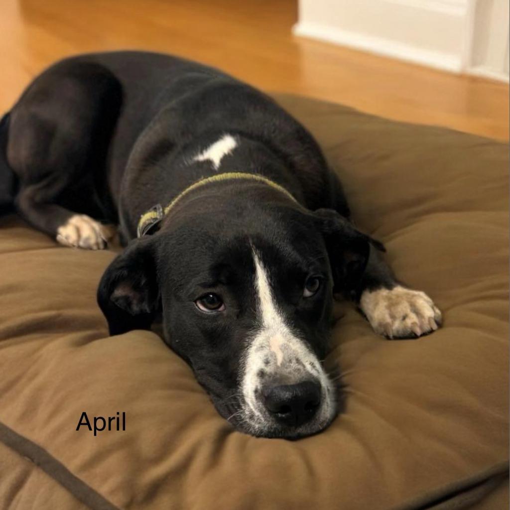 Enlarge April, a Adoptable Mixed Breed in Poplar Bluff, MO image 6/6