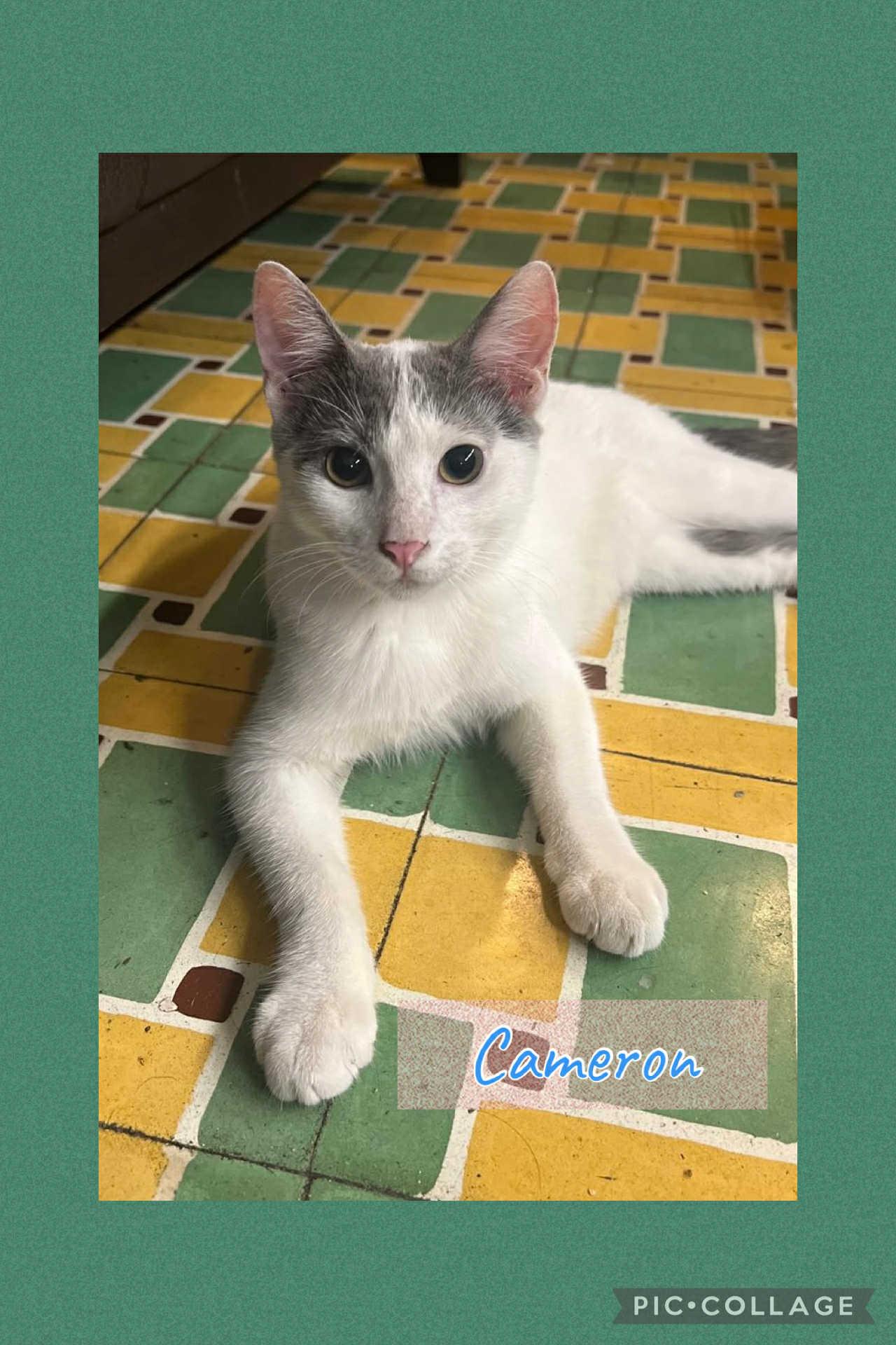 Enlarge Cameron, a Adoptable Domestic Short Hair in Warren, NJ image 3/6