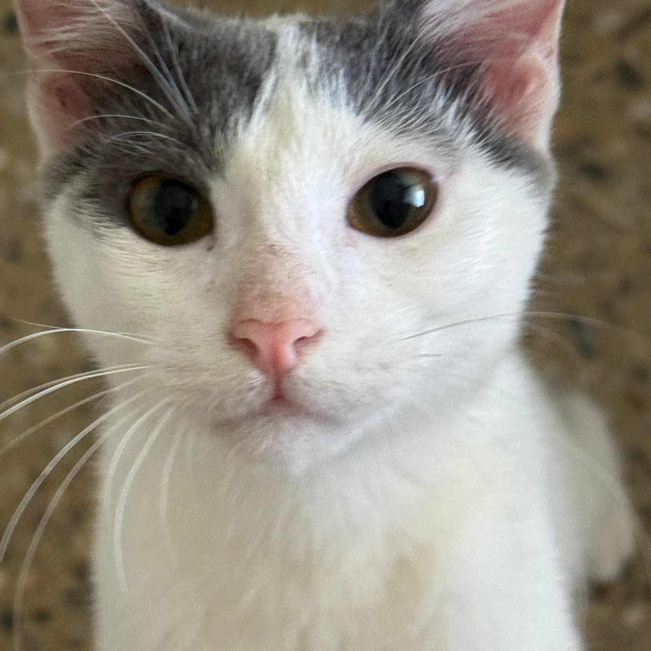 Cameron, Adoptable, Kitten Male Domestic Short Hair.