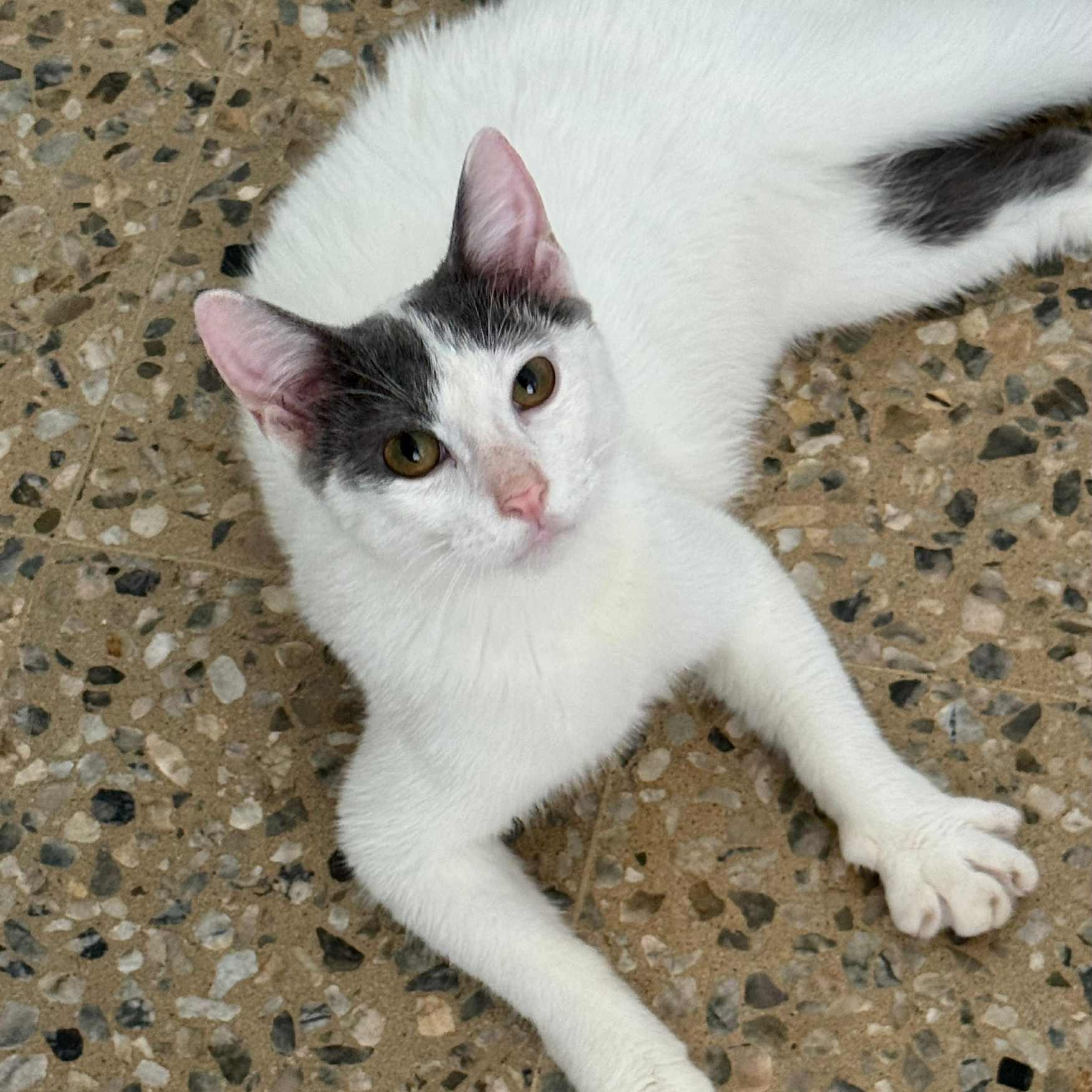 Enlarge Cameron, a Adoptable Domestic Short Hair in Warren, NJ image 5/6