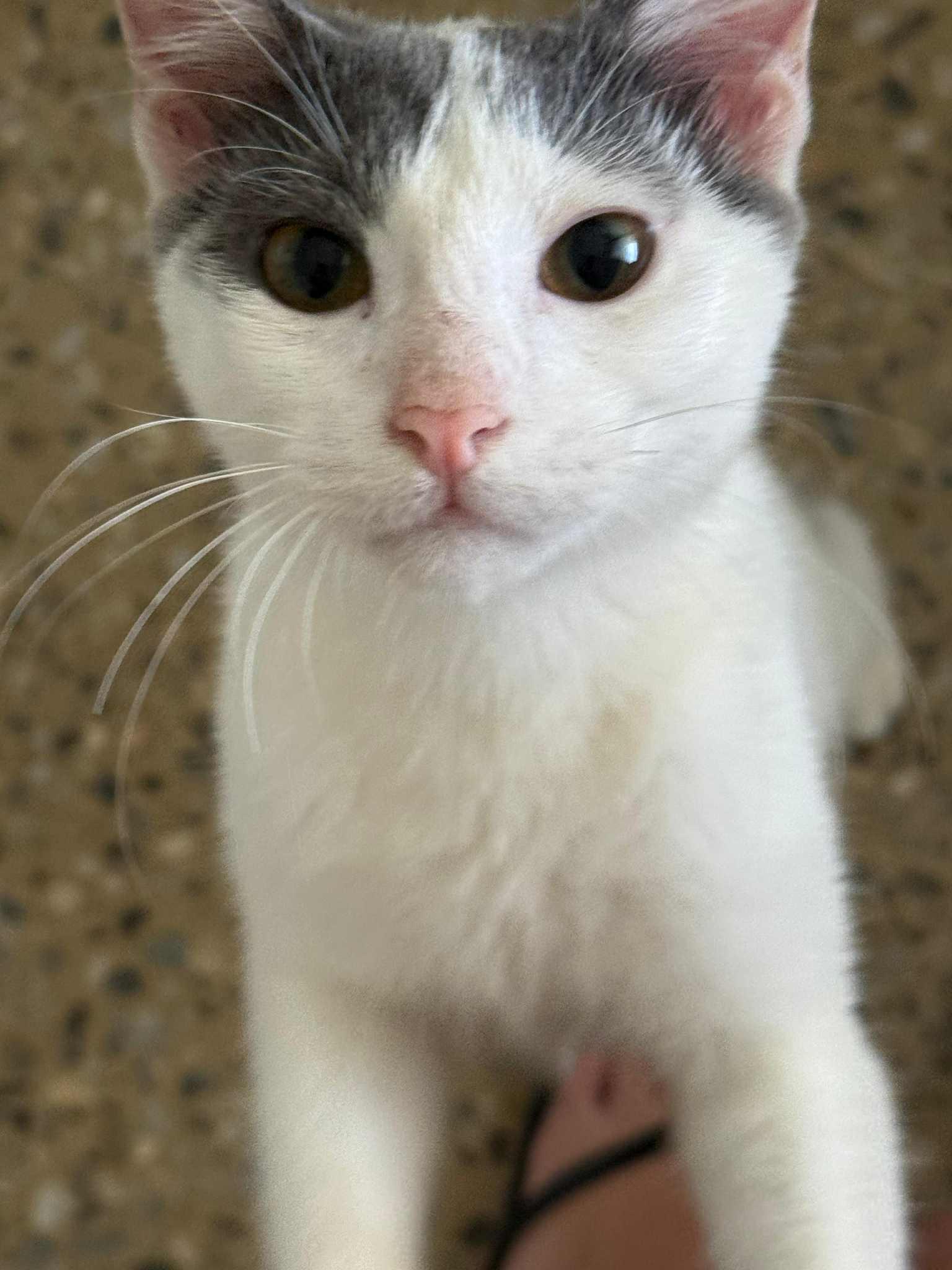 Enlarge Cameron, a Adoptable Domestic Short Hair in Warren, NJ image 6/6