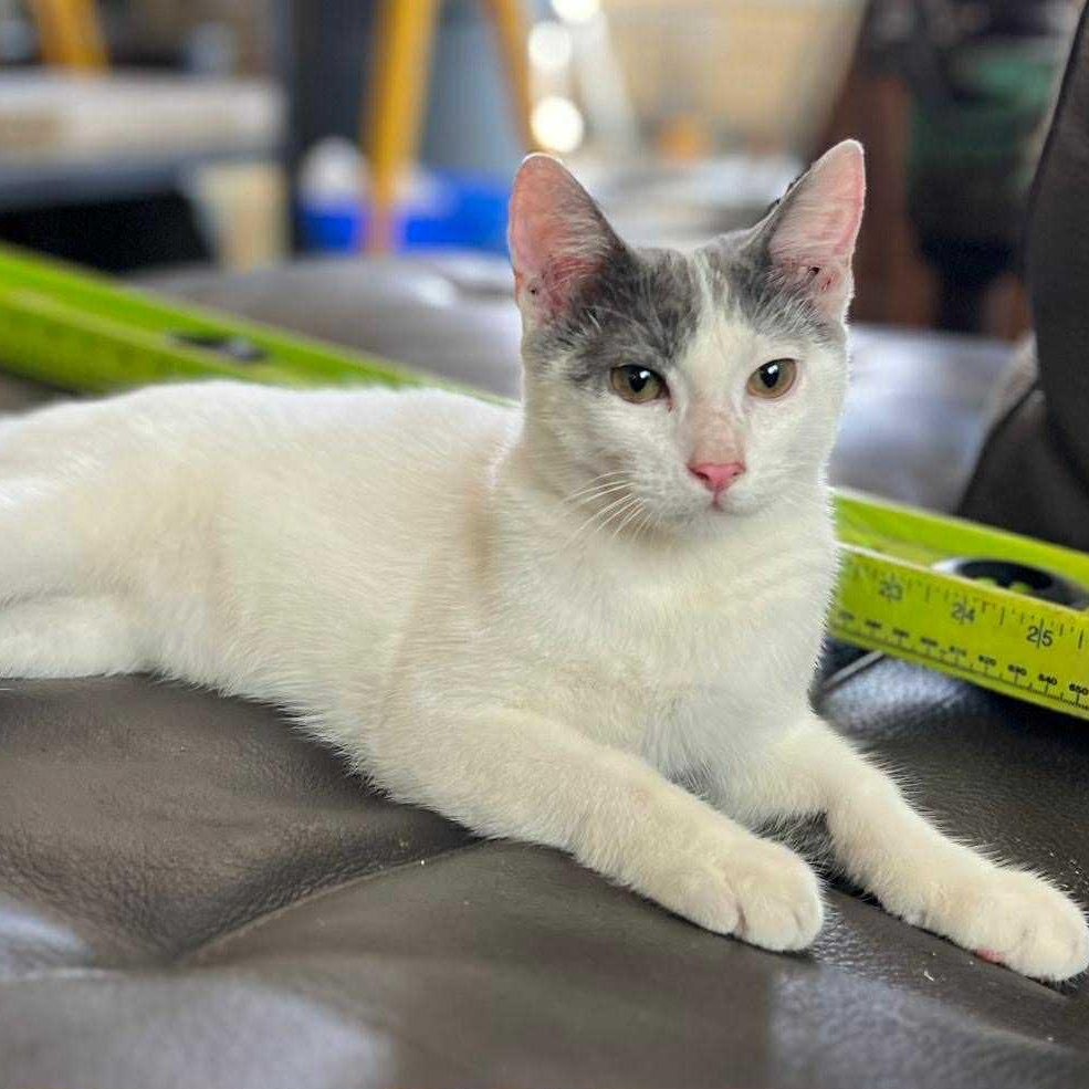 Cameron, Adoptable, Kitten Male Domestic Short Hair.