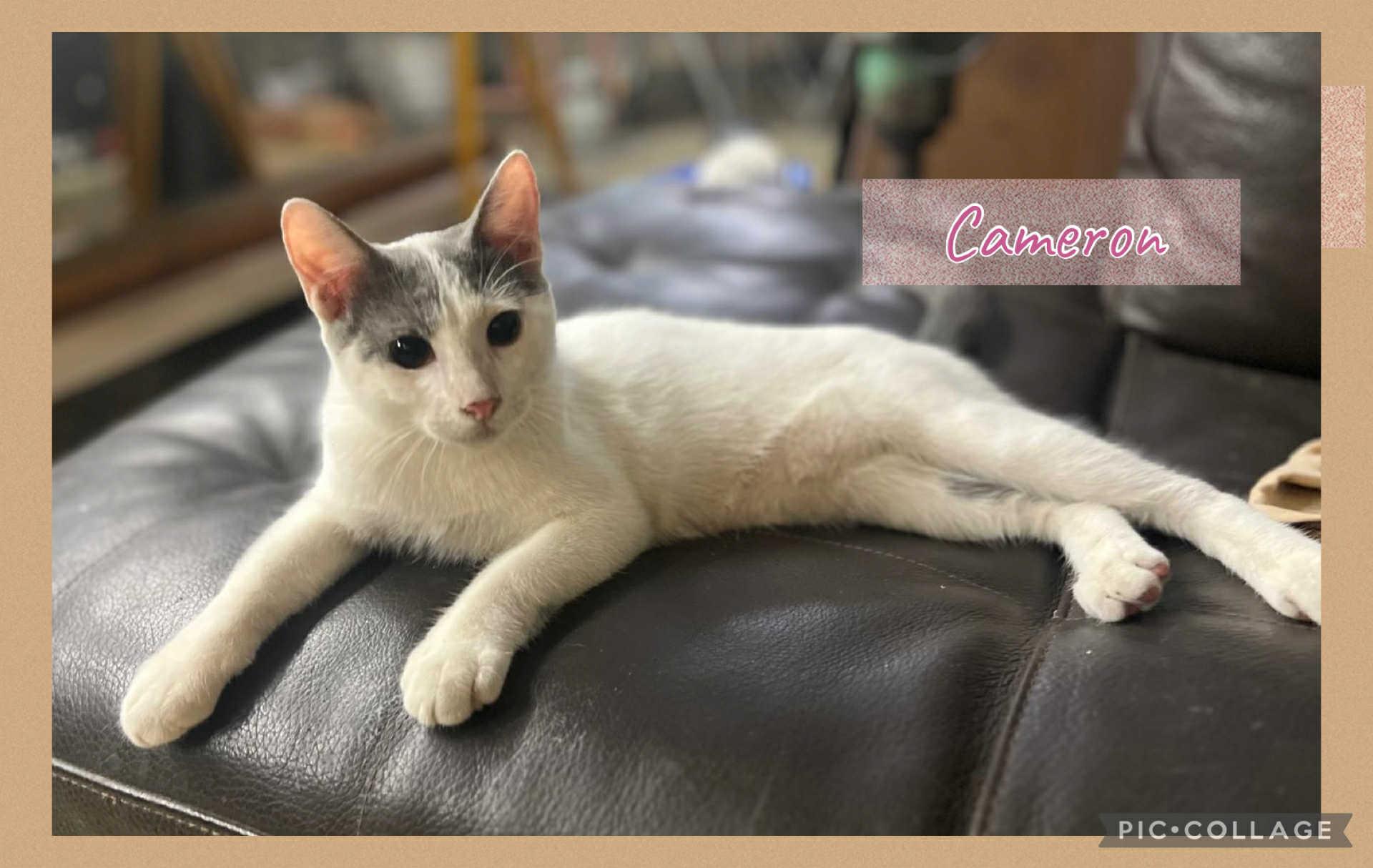 Enlarge Cameron, a Adoptable Domestic Short Hair in Warren, NJ image 4/6