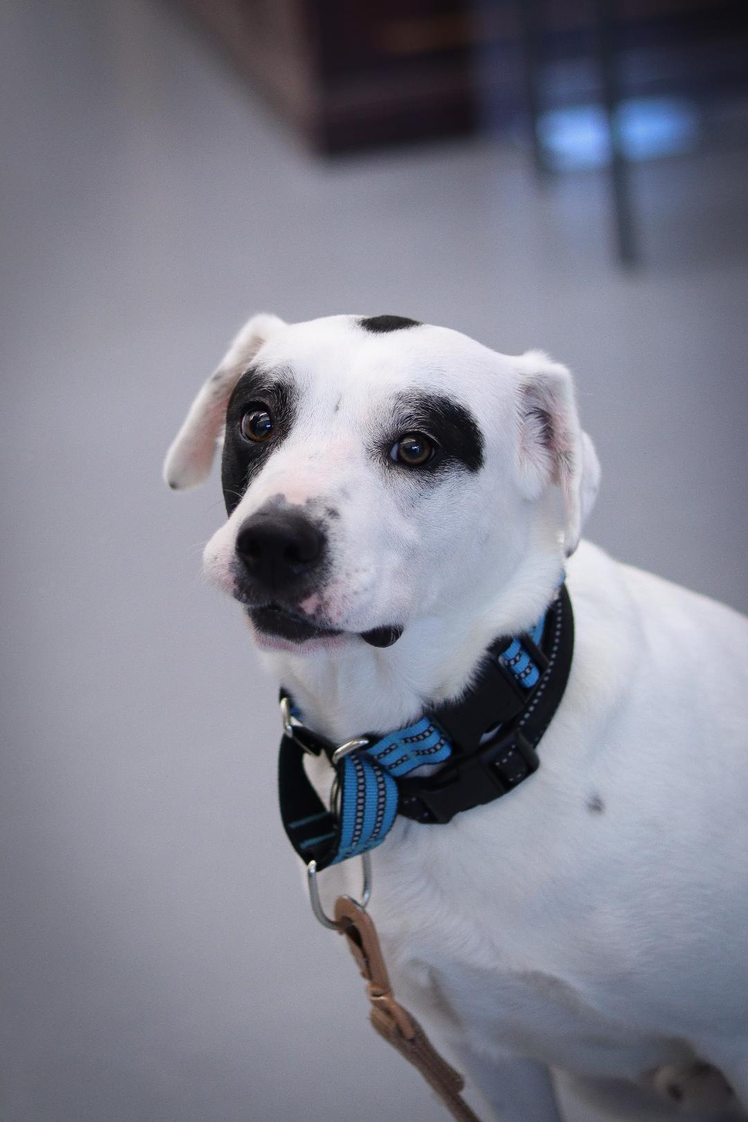 Enlarge Milo, a ADOPTABLE Labrador Retriever in Winter Haven, FL image 3/3