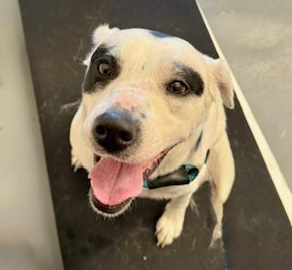 Milo, ADOPTABLE, Adult Male Labrador Retriever.