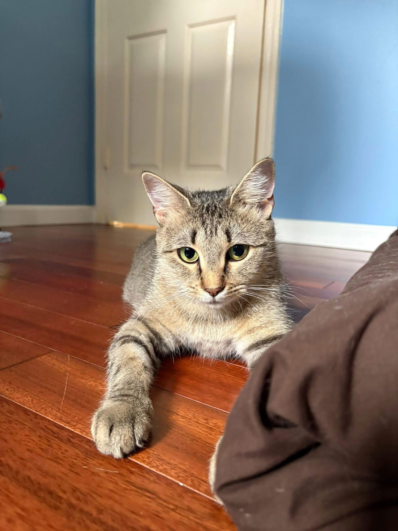 Carrera, a Adoptable Domestic Short Hair in Spring Lake, NJ image 1/3