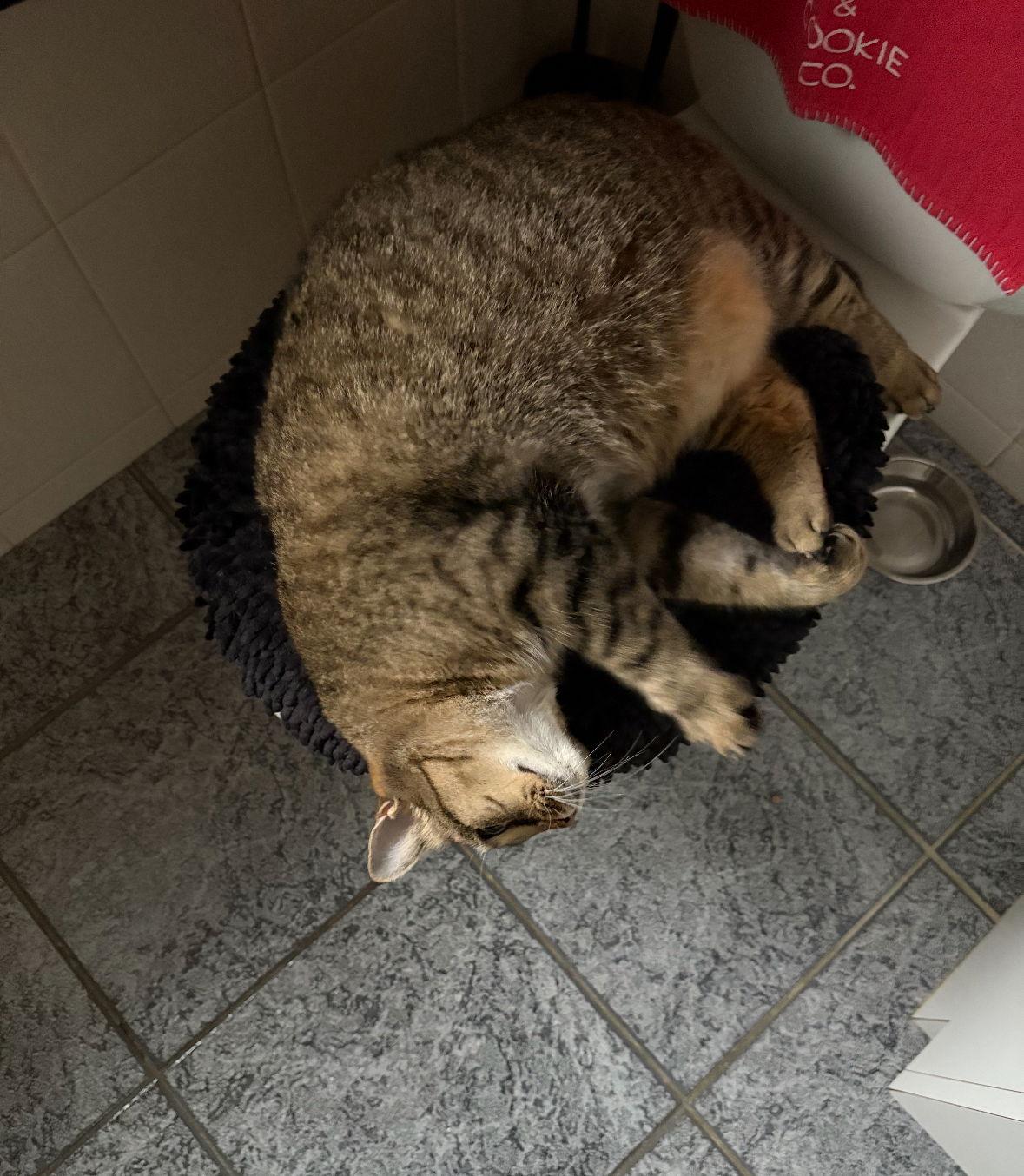 Carrera, a Adoptable Domestic Short Hair in Spring Lake, NJ image 2/3