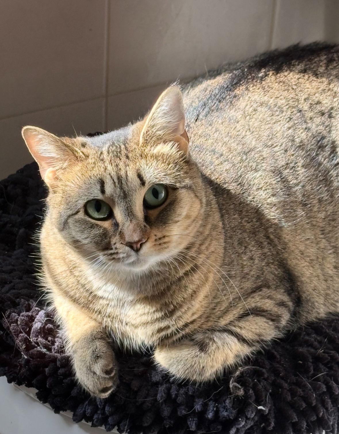 Carrera, a Adoptable Domestic Short Hair in Spring Lake, NJ image 3/3