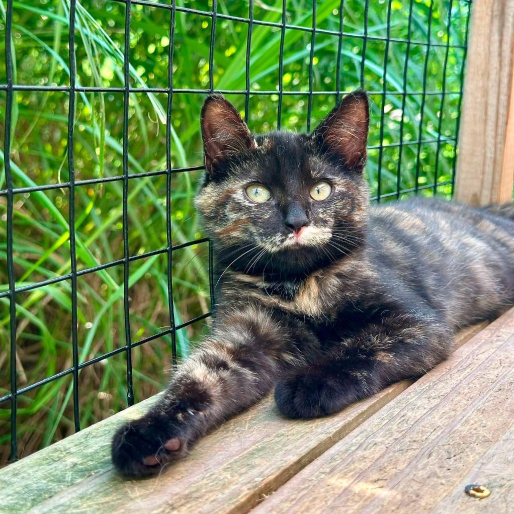 Midnight, Adoptable, Kitten Female Domestic Short Hair.