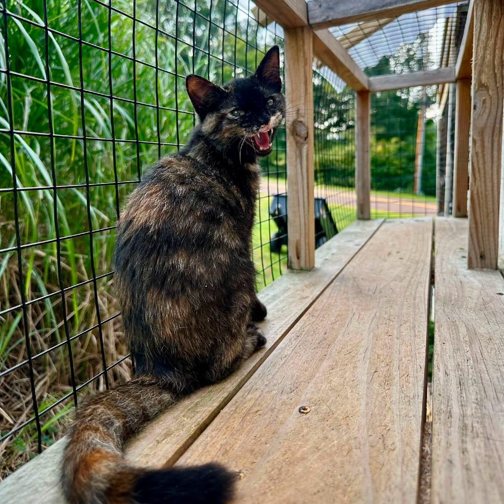 Enlarge Midnight, a Adoptable Domestic Short Hair in Leechburg, PA image 2/2