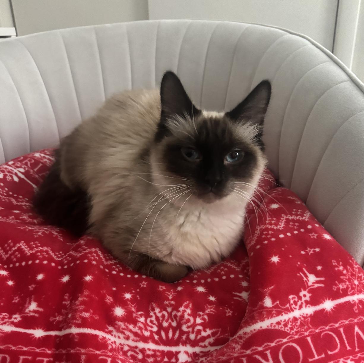 Tinsel, Adoptable, Adult Female Siamese.