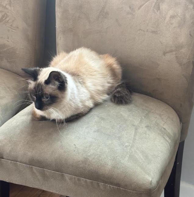 Enlarge Tinsel, a Adoptable Siamese in Coralville, IA image 2/3