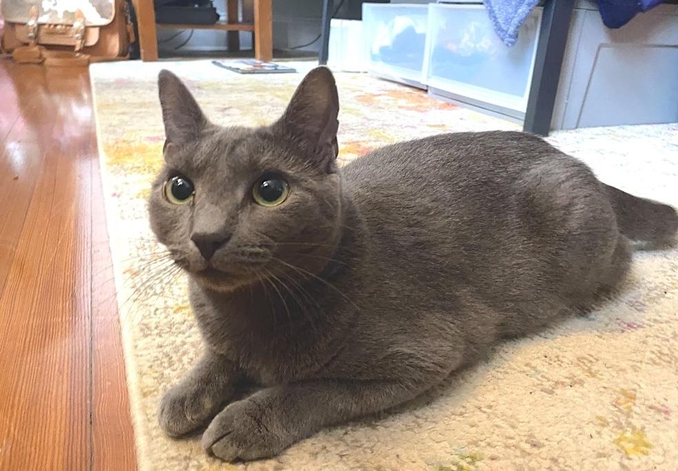 Pepsi, Adoptable, Adult Female Domestic Short Hair & Russian Blue.