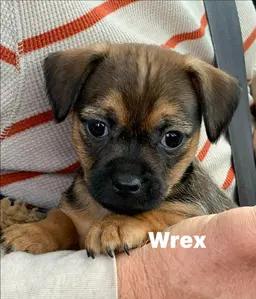 Wrex