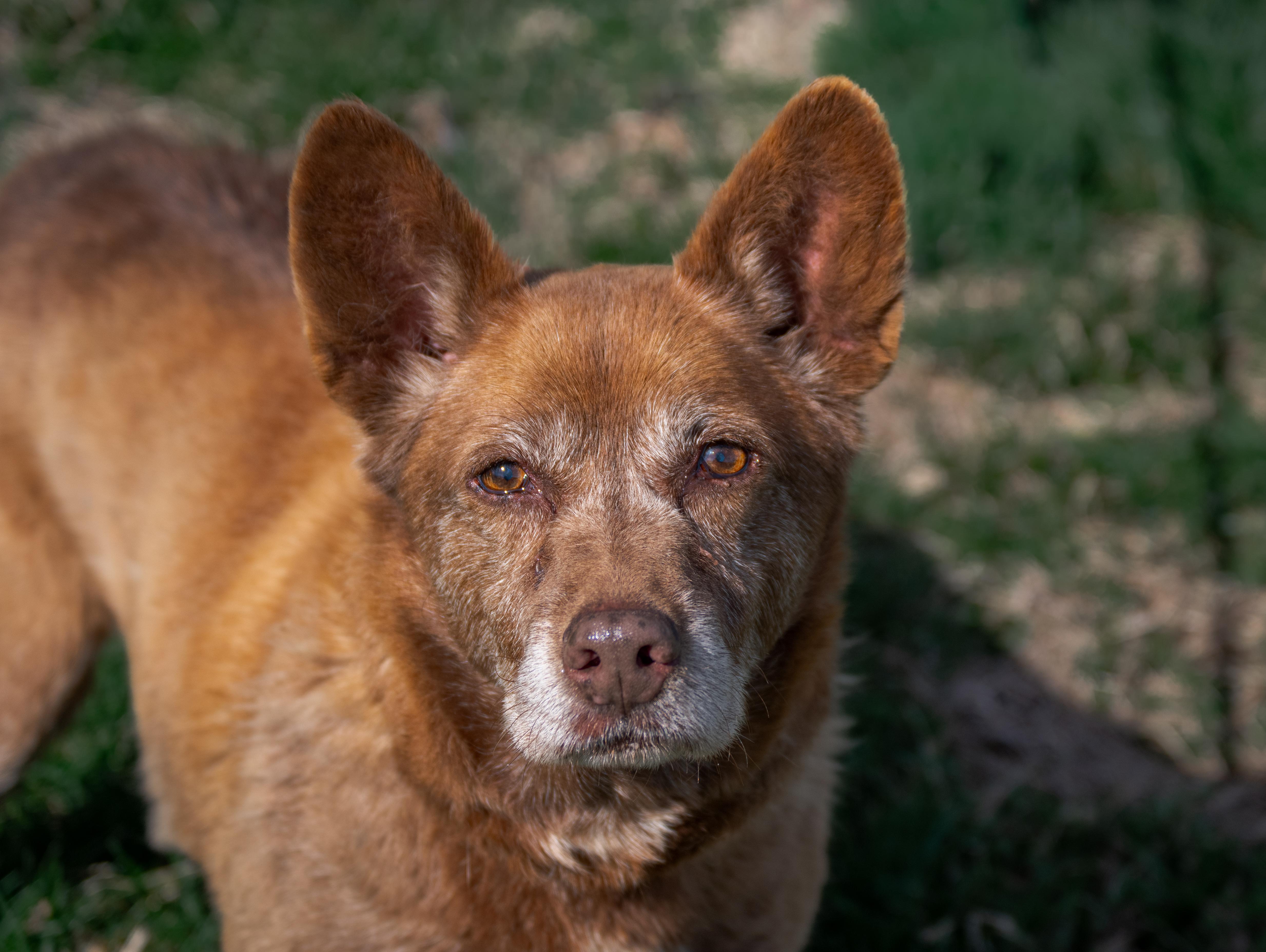 Enlarge Boomer, an adopted mixed breed in Winchester, KY image 3/6