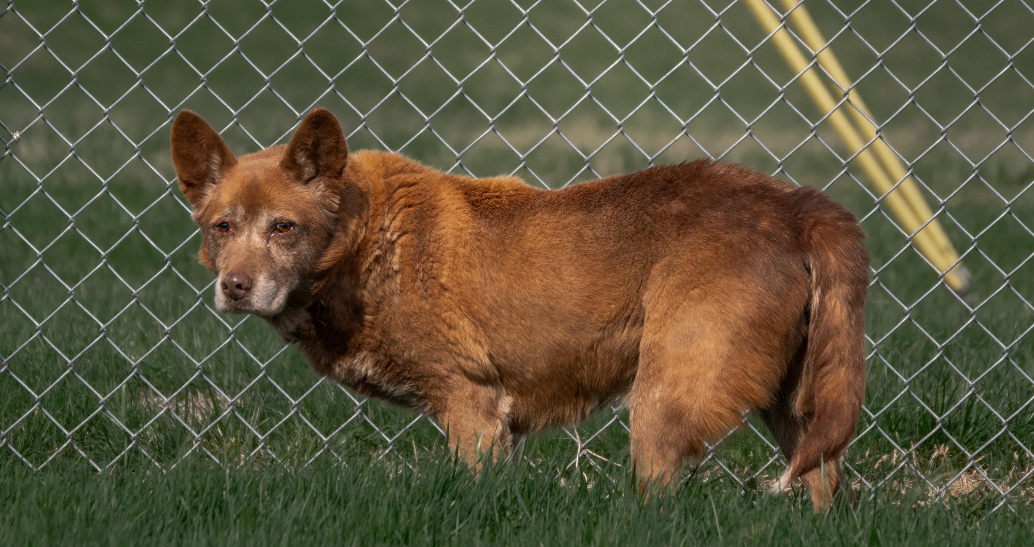 Enlarge Boomer, an adopted mixed breed in Winchester, KY image 4/6