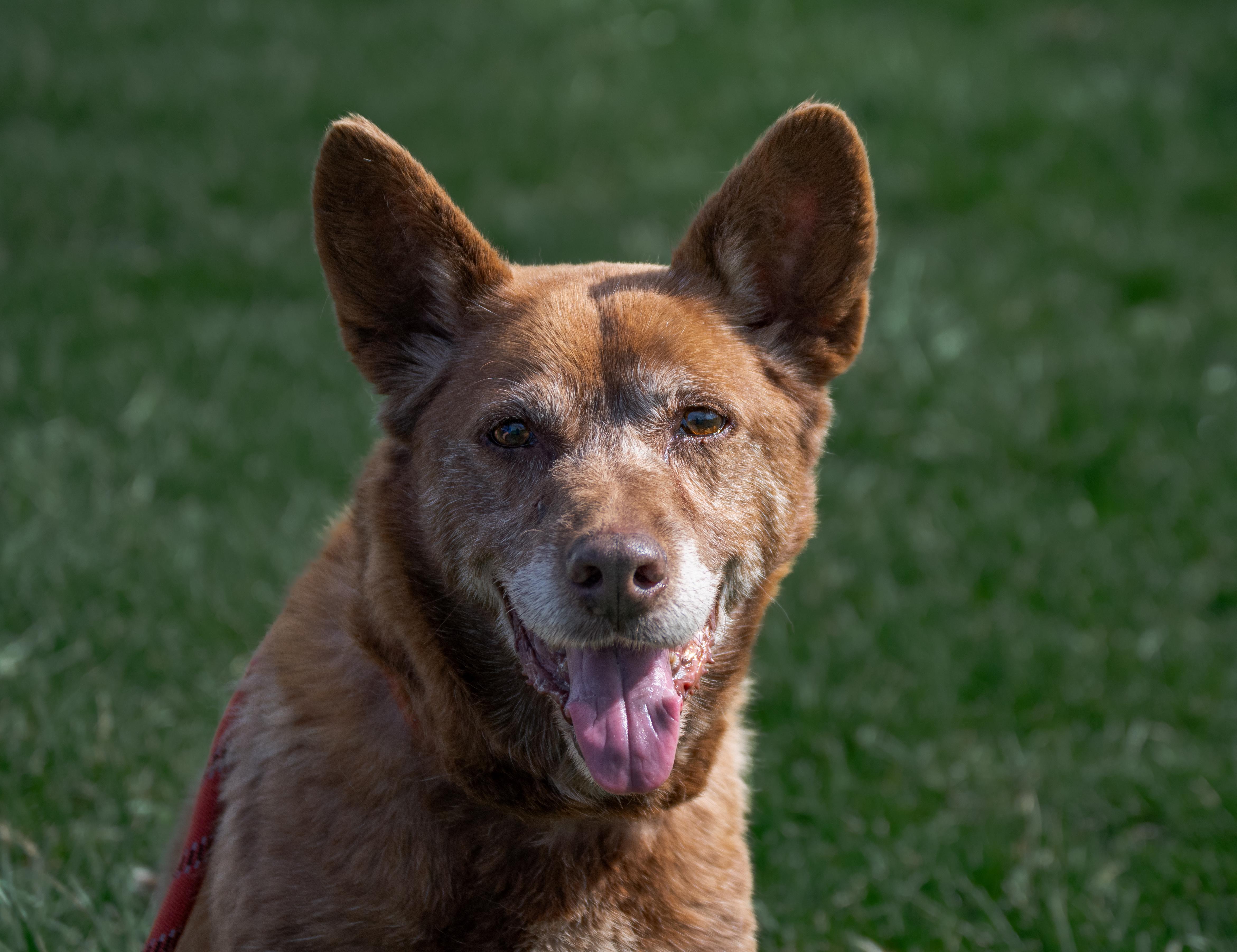 Enlarge Boomer, an adopted mixed breed in Winchester, KY image 5/6