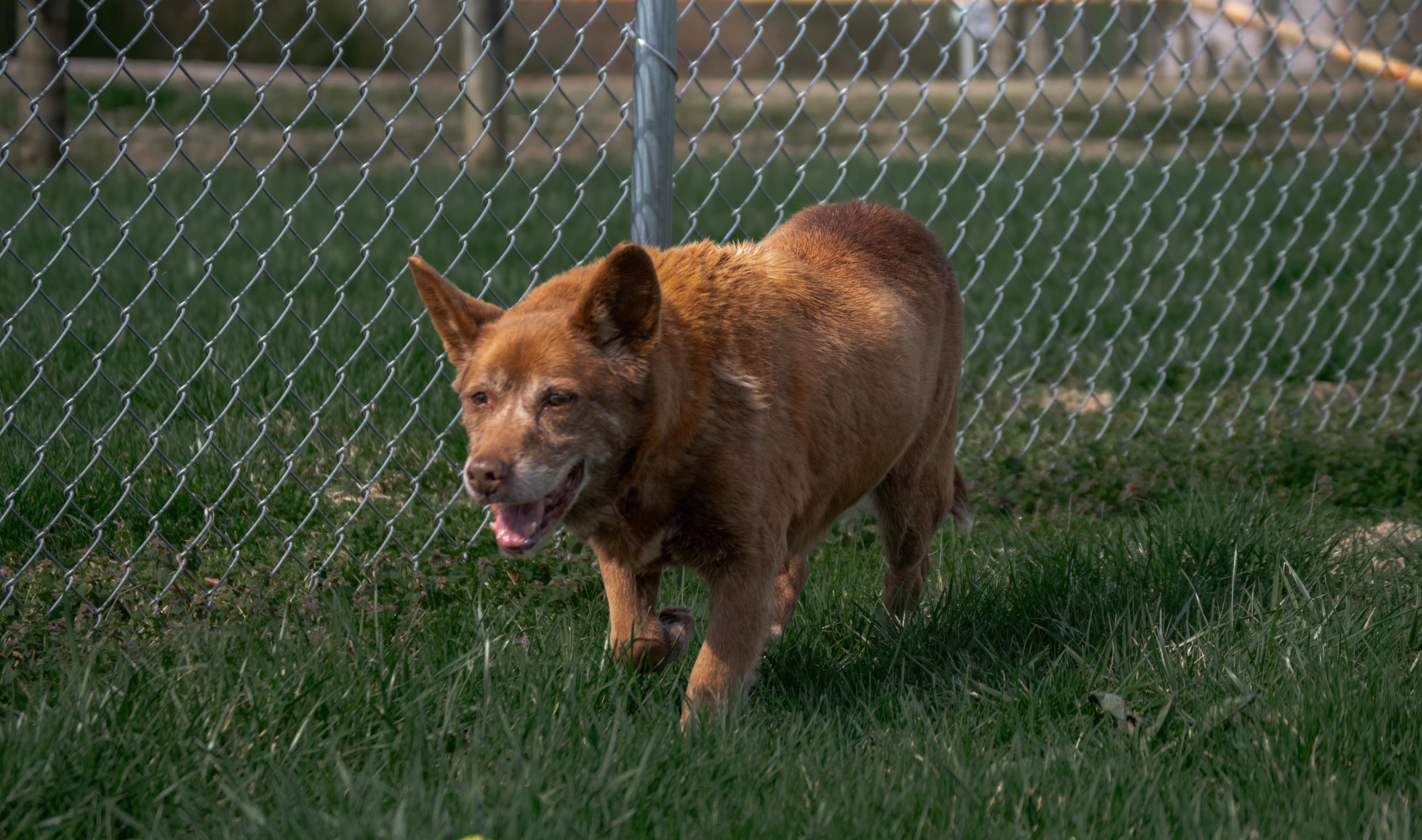 Enlarge Boomer, an adopted mixed breed in Winchester, KY image 6/6