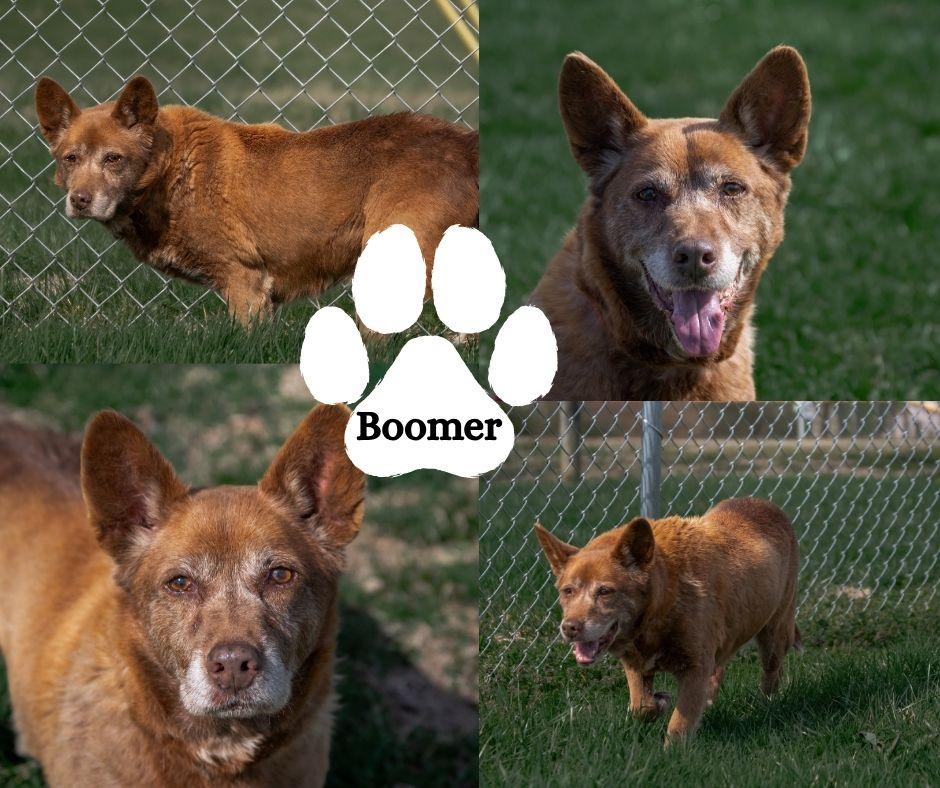 Boomer, adopted, Senior Male Labrador Retriever.