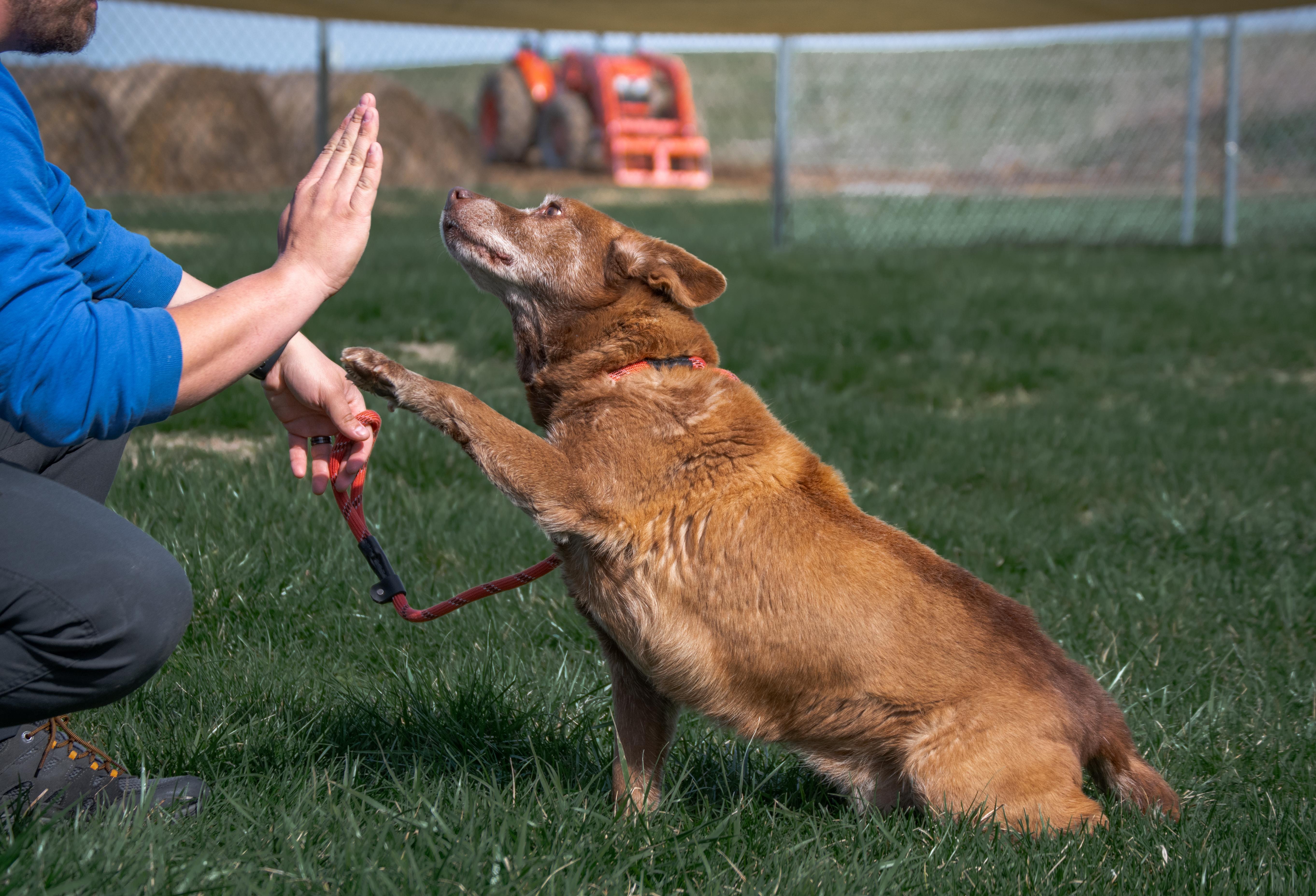Enlarge Boomer, an adopted mixed breed in Winchester, KY image 2/6