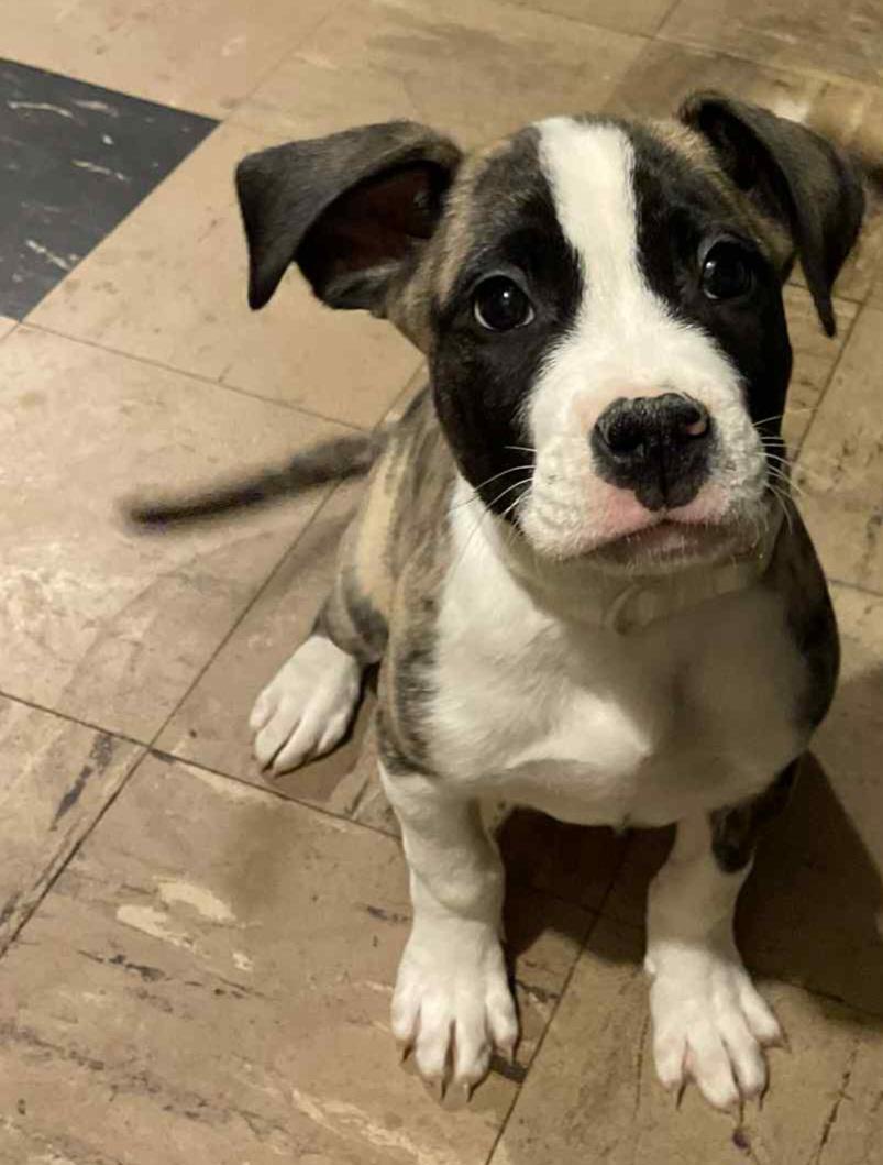 Enlarge Romeo, a ADOPTABLE mixed breed in Grand Rapids, MI image 2/2