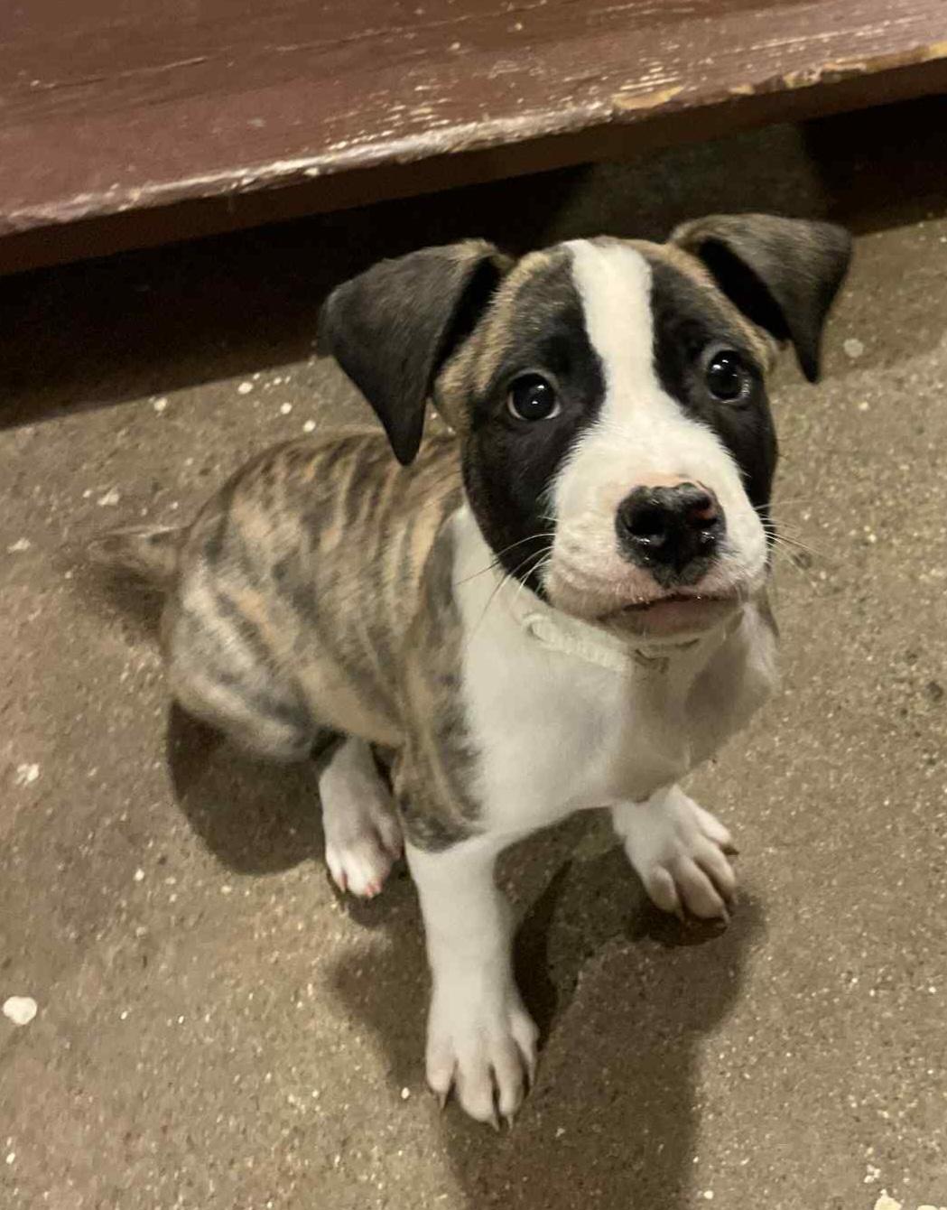 Romeo, ADOPTABLE, Puppy Male Boxer.