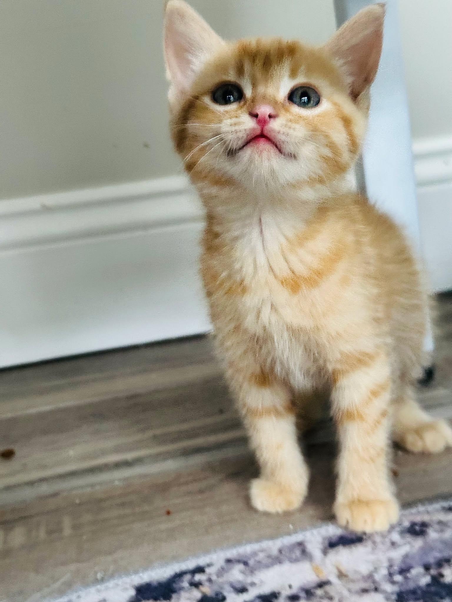 Sangria, adopted, Kitten Female Domestic Short Hair.