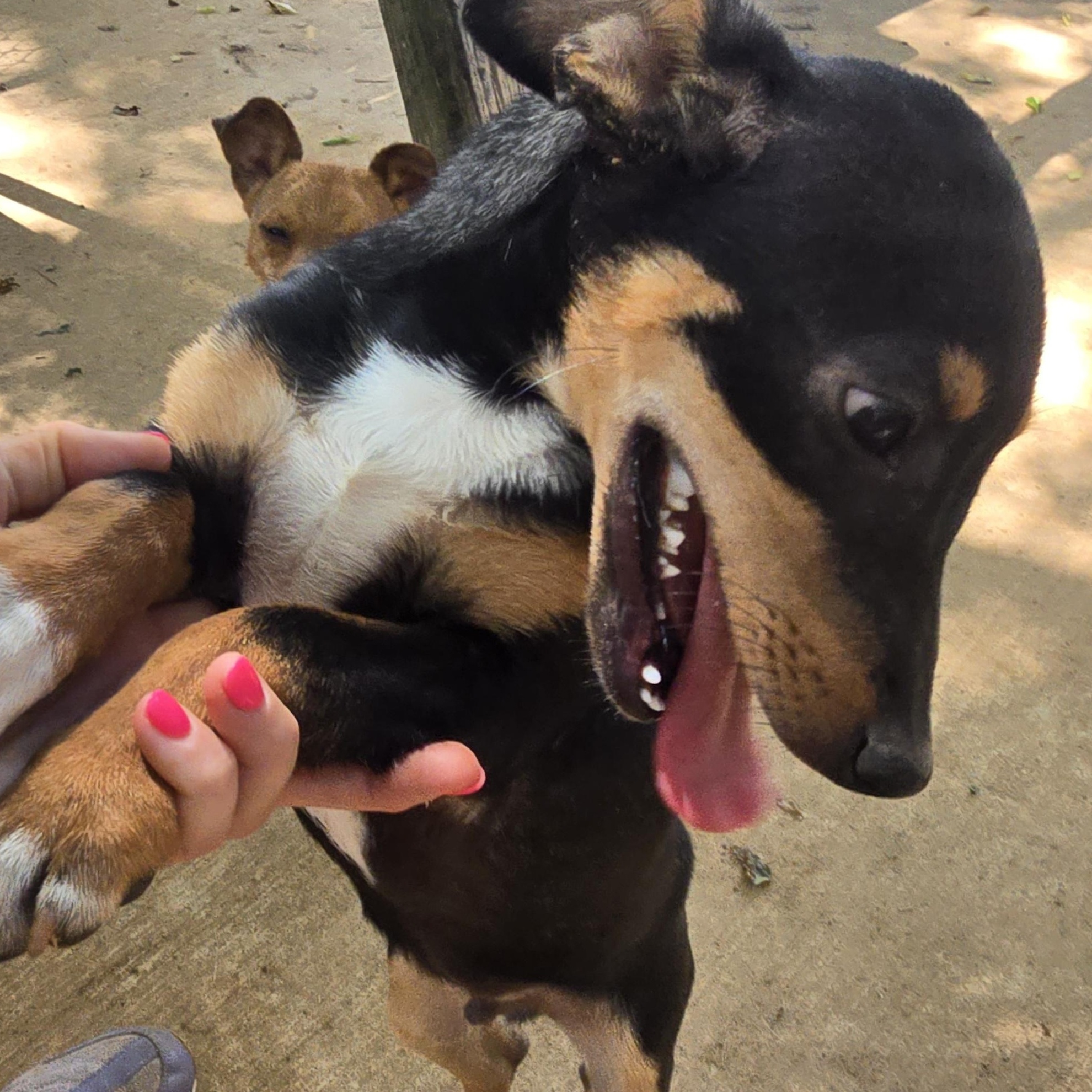 HERCULES, a Adoptable Chihuahua in Athens, AL image 2/5