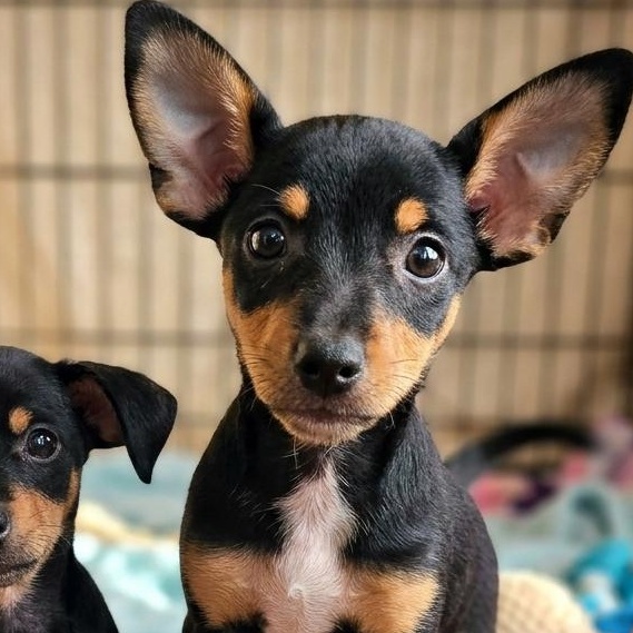 HERCULES, a Adoptable Chihuahua in Athens, AL image 5/5