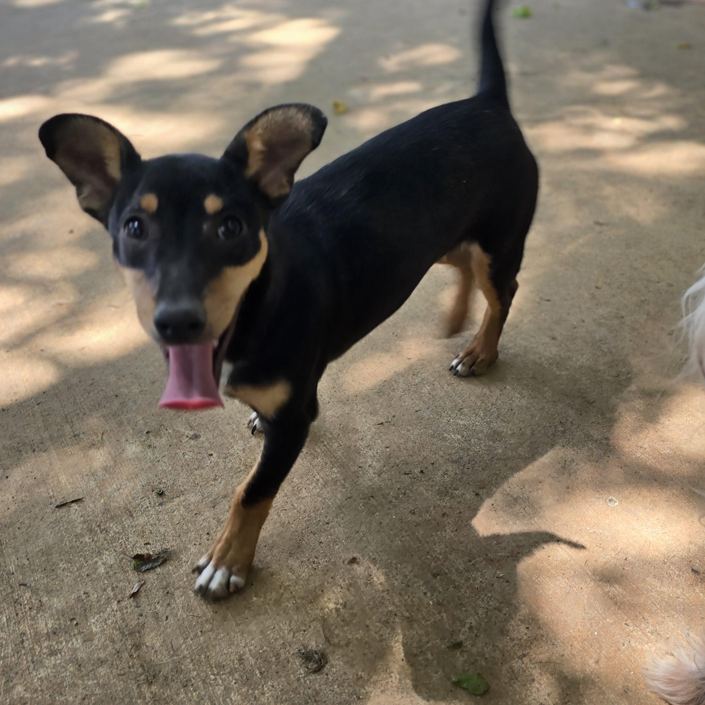 HERCULES, a Adoptable Chihuahua in Athens, AL image 3/5
