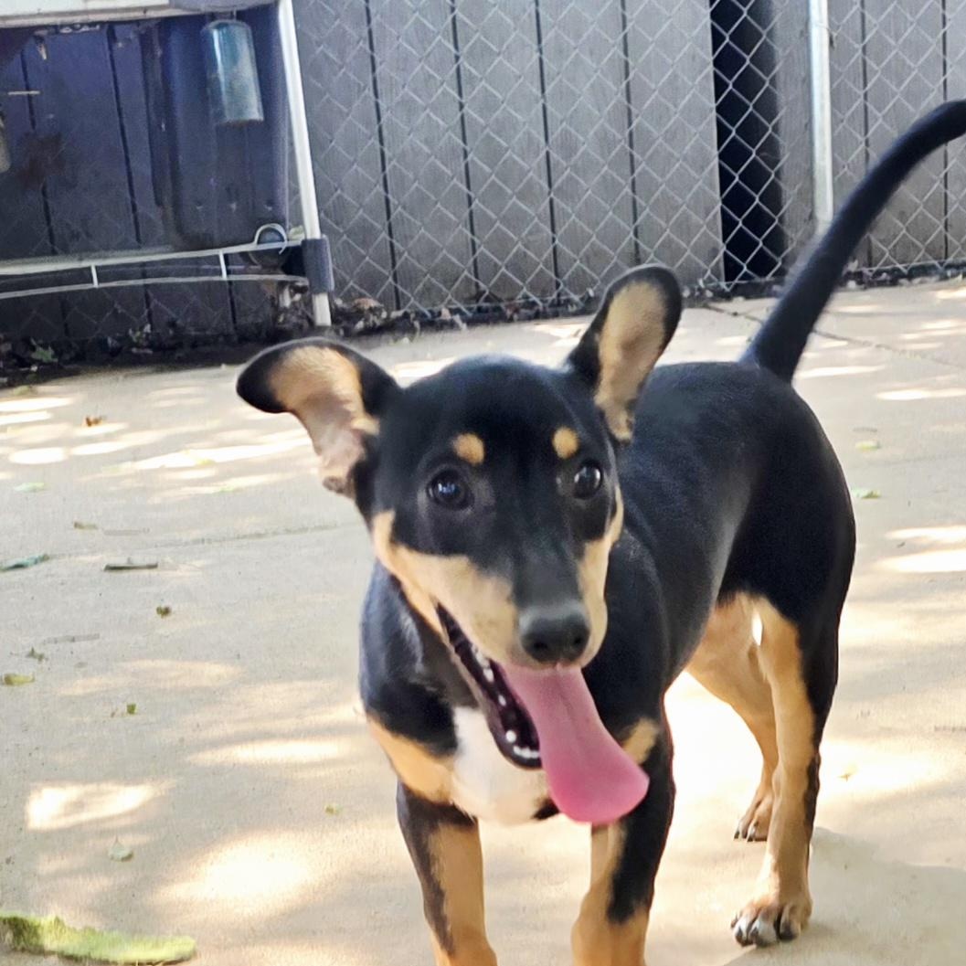 HERCULES, a Adoptable Chihuahua in Athens, AL image 4/5