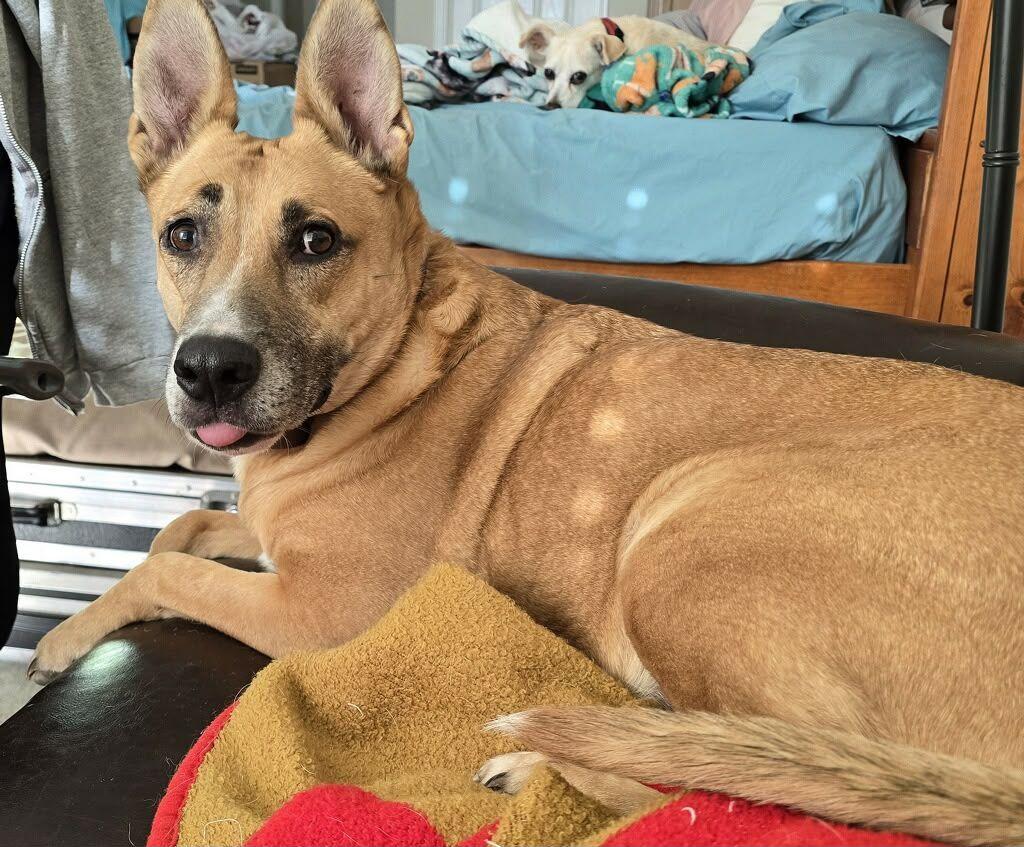 Sasha, ADOPTABLE, Adult Female Akita.