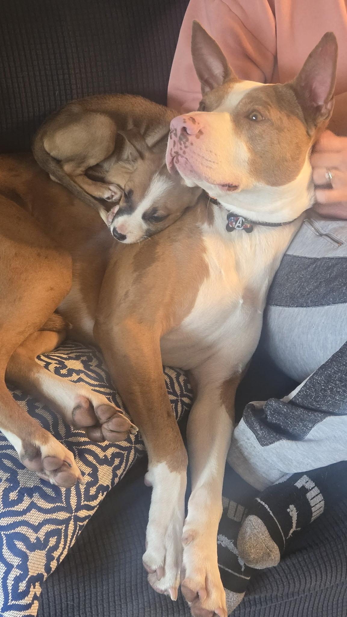 Enlarge [NEW] Willow, a ADOPTABLE mixed breed in Willoughby, OH image 3/4