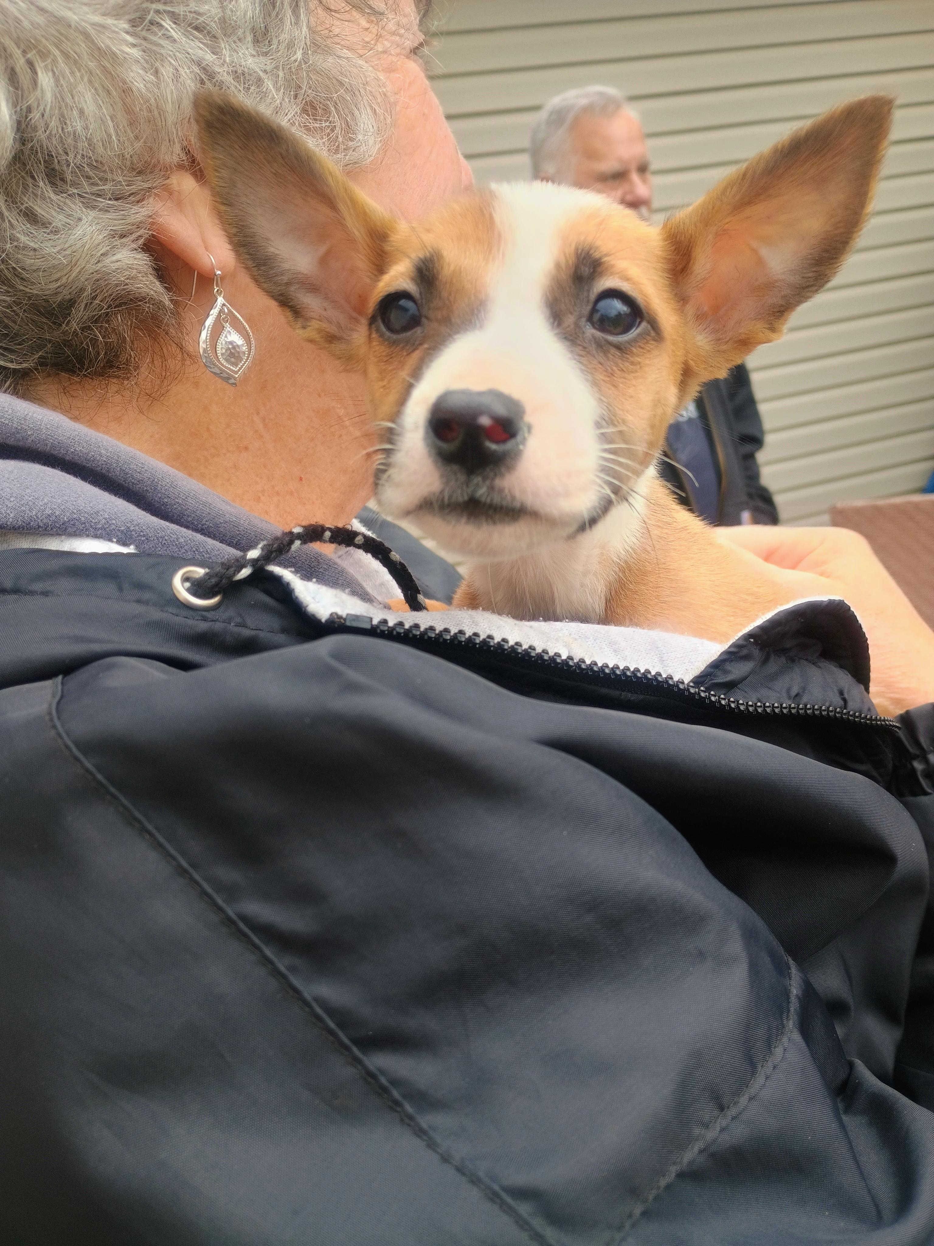 [NEW] Willow, ADOPTABLE, Puppy Female Mixed Breed.