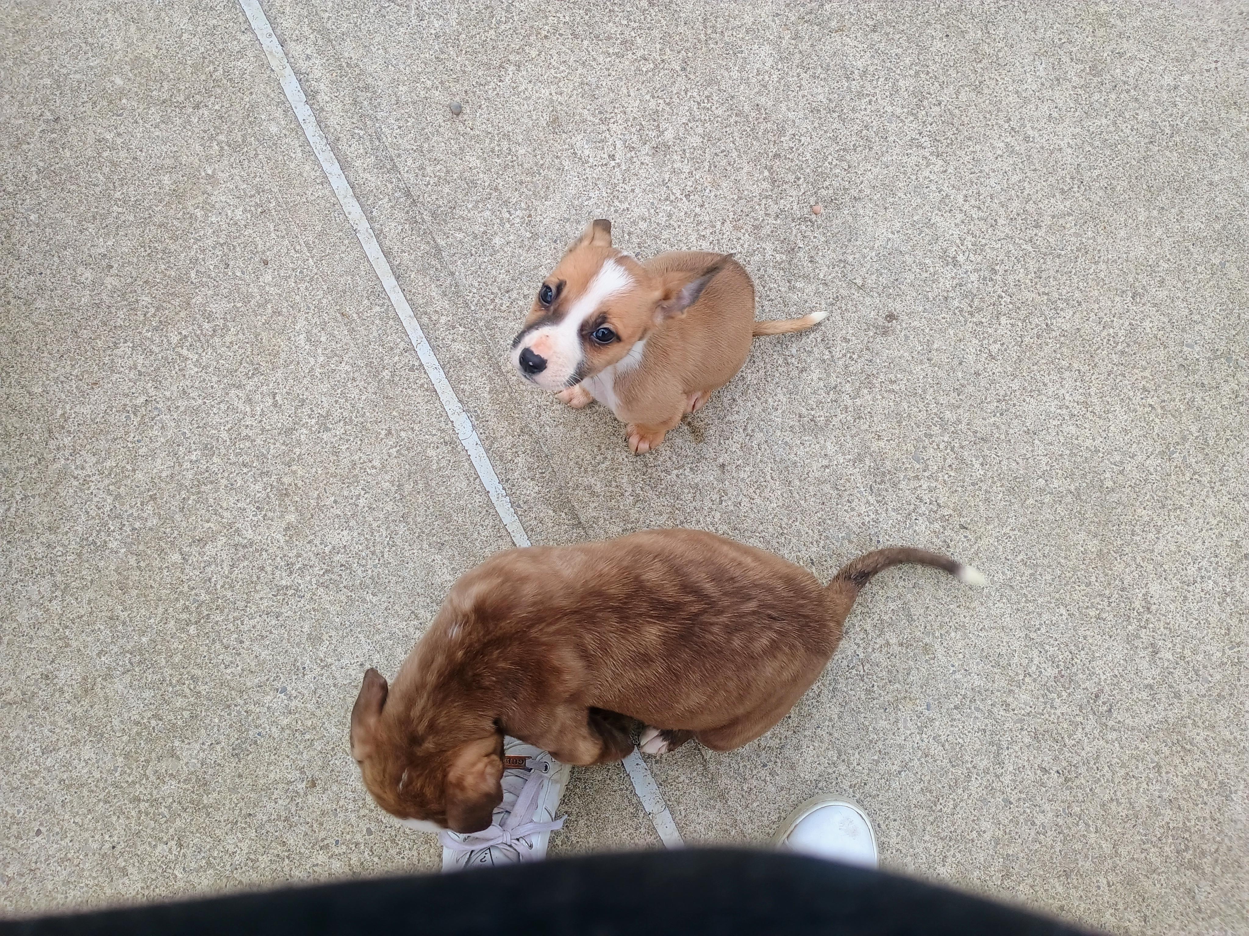 Enlarge [NEW] Willow, a ADOPTABLE mixed breed in Willoughby, OH image 2/4